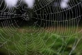 Cobweb; spider web; tela aranea; [Ã§âÂµÃ¥Â½Â±] Das Spinnennetz Royalty Free Stock Photo